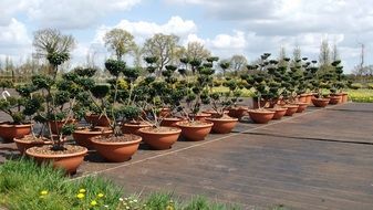 Plants in the pots in the garden among plants and flowers