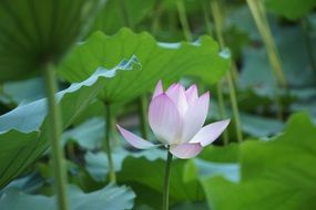 natural water lily