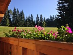 flowers on the balcony in austria