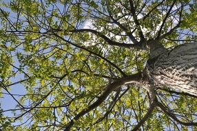 Green tree in spring
