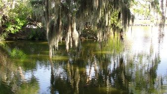 Reflection Water Nature Trees