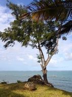 landscape of tree on the indian ocean coast