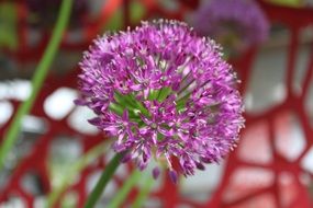 Decorative Garlic Plant closeup