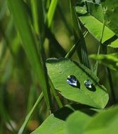 Closeup photo of Green grass