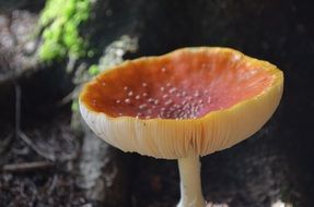 brown mushroom with dots