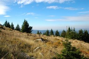 forest on a hill and tall grass in the reserve