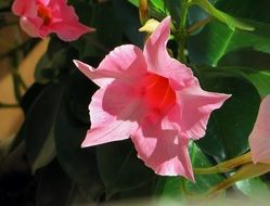 Beautiful pink and white Dipladenia or Mandevilla