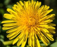 Macro photo of yellow wild flower