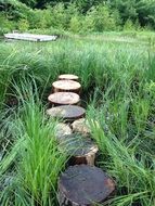 Path Grasses