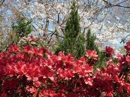 Azalea Red Bloom