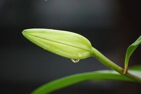 incredible beauty Lily Flowers