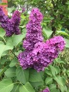 Purple Lilac in Summer Green