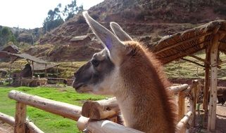 animal in a wooden hedge in peru