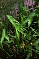 He Tang Arrowhead Plant