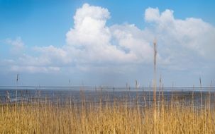 dry Reed thickets at Sea Coast