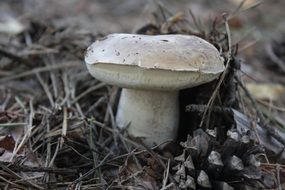 incomparable Mushroom Forest Nature