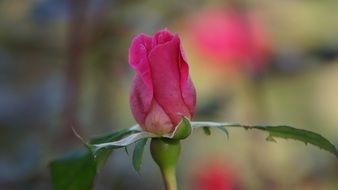 pink rose in a bud close-up