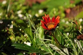 red flower among green grass