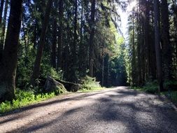 play of light and shadow on a forest road