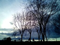 bare Trees at evening sky, Winter landscape