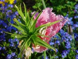 colorful flowers in sunny park close-up