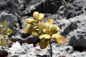 Plant on a rock in monochrome
