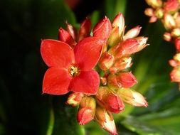 perfect beauty Red Flower close-up