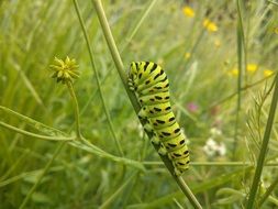 Caterpillar Green