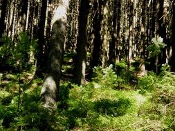 game of light and shadow in the forest
