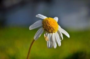 withered camomile on a blurry background