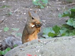 Gray Squirrel in the wildlife