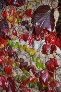 creeper plant with bright colorful leaves on stone wall