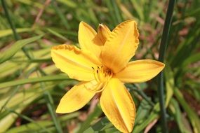 yellow Day-Lily Flower closeup
