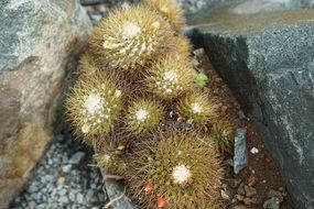 cacti among large stones on the british virgin islands