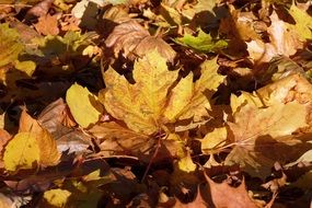 dead leaves autumn forest