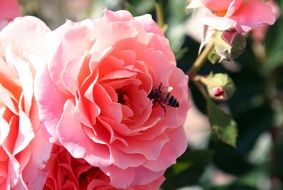 Bee on pink rose flower in Garden