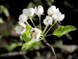 bee collects nectar on a white flower in spring