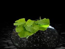 Green leaves and mirroring