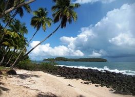 green palm trees on rescue island