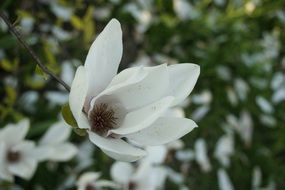white magnolia is an decorative plant