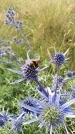 Bumblebee on the flowers in the botanical garden