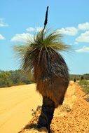 Palm Kalbarri National Park Plant