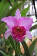 pink orchid like a tropical flower