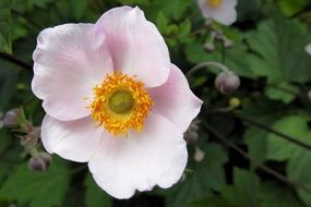 pink fall anemone