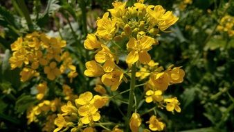 yellow flowers spring garden