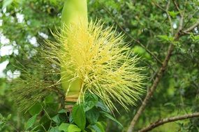 Metrosideros polymorpha, yellow flower of ʻōhiʻa lehua