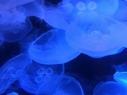 blue Marine Ocean Jellyfishes