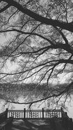 big trees in black and white landscape