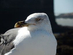 Seagull looking aside