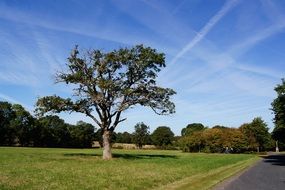 lonely tree in a cemetery in France